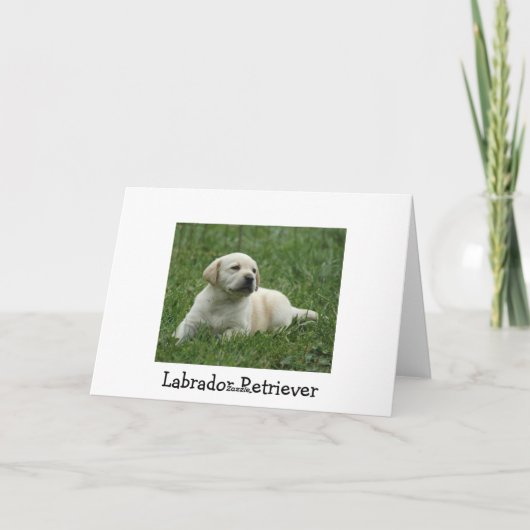 Vermisste Yellow Labrador Retriever Puppy Card Karte (Rückseite)
