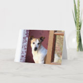 Vermisster Hund Karte (Vorderseite)