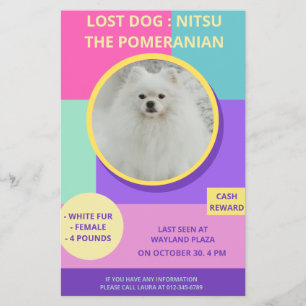 Vermisster Hund Moderner Farbiger Fotoplakat  Flyer