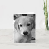 Vermisster Puppy Karte (Vorderseite)