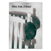 Vermisster Shadow von meinem Freund Cap und Rockst (Vorne)