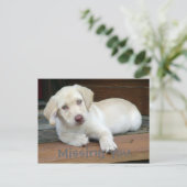 Vermisstes Gelbes Labrador Retriever Postkarte (Stehend Vorderseite)