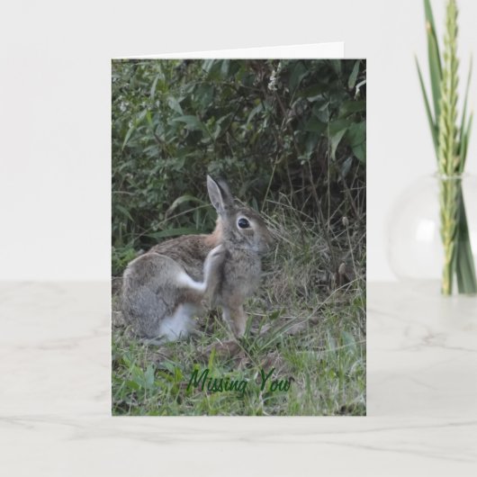 Vermisstes Sie/Kaninchen Karte (Vorderseite)