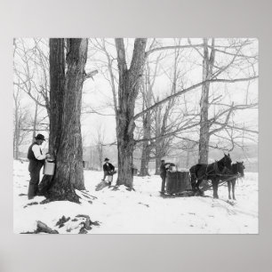 Vermont-Ahornzucker-Camp, 1906. Vintage-Foto Poster