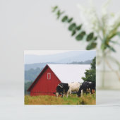 Vermont Cow Farm Postkarte (Stehend Vorderseite)