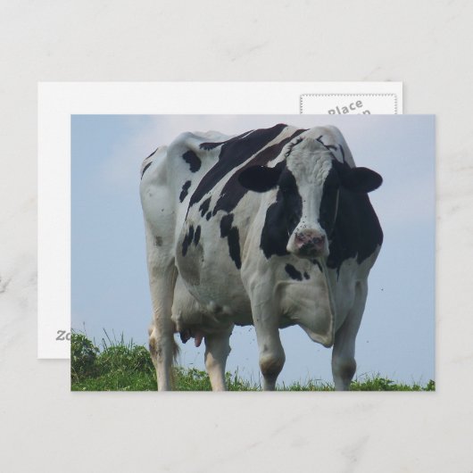 VERMONT DAIRY COW Postkarten (Vorne/Hinten)