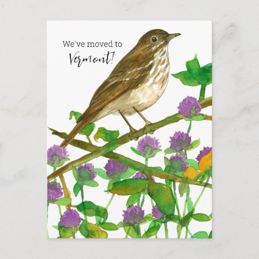Vermont Hermit Thrush Clover Postkarte (Vorderseite)