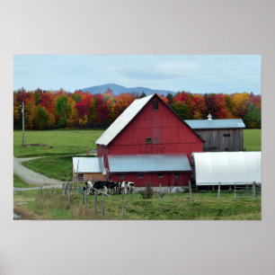Vermont-Milchkühe in der Scheune Poster