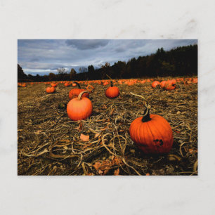 Vermont Pumpkin Patch Postkarte