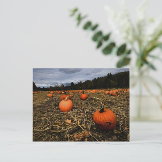Vermont Pumpkin Patch Postkarte (Stehend Vorderseite)