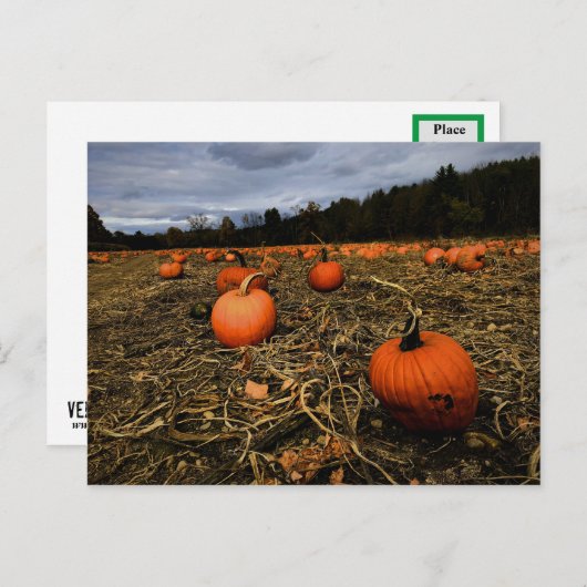 Vermont Pumpkin Patch Postkarte (Vorne/Hinten)