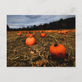 Vermont Pumpkin Patch Postkarte (Vorderseite)
