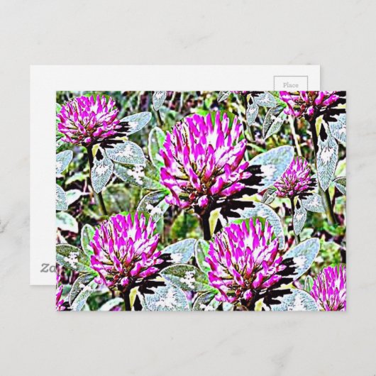 Vermont Red Clover Postkarte (Vorne/Hinten)