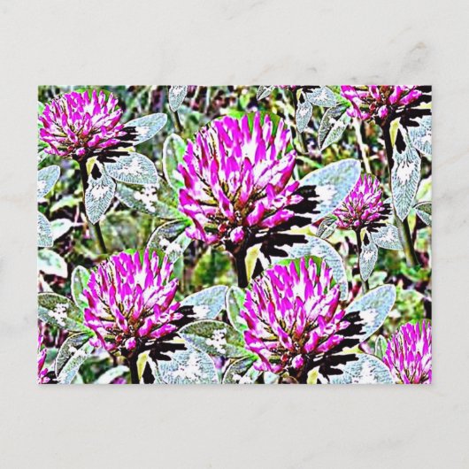 Vermont Red Clover Postkarte (Vorderseite)