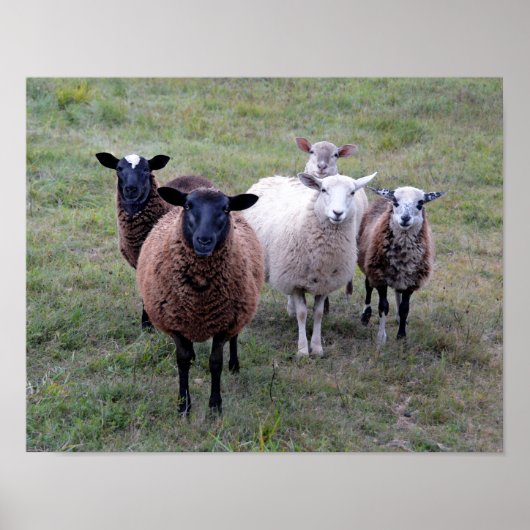 Vermont Sheep Begrüßungsausschuss Poster (Vorne)
