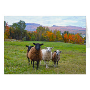 Vermont Sheep im Herbst
