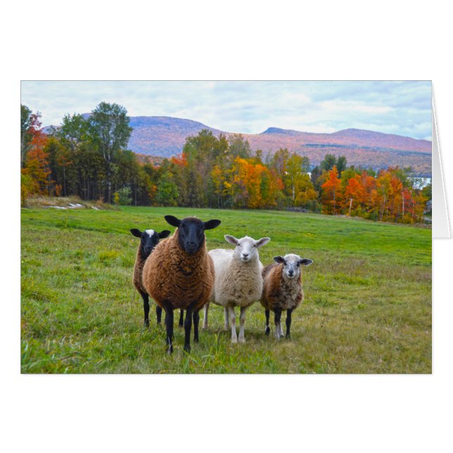 Vermont Sheep im Herbst (Vorderseite (Horizontal))