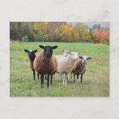 Vermont Sheep im Herbst Postkarte (Vorderseite)
