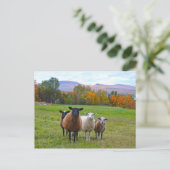 Vermont Sheep im Herbst Postkarte (Stehend Vorderseite)