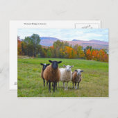 Vermont Sheep im Herbst Postkarte (Vorne/Hinten)