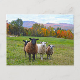 Vermont Sheep im Herbst Postkarte