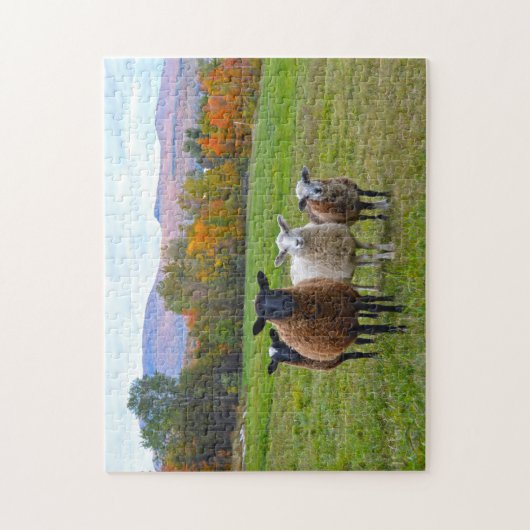 Vermont Sheep im Herbst Puzzle (Vertikal)