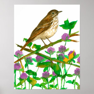 Vermont Staat Bird Hermit Thrush Clover Poster