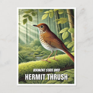 Vermont Staat Bird Hermit Thrush Postkarte