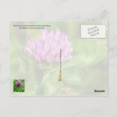 Vermont Staat Blume: Rote Klee Postkarte (Rückseite)