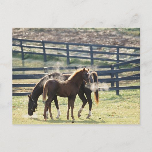 Vermont, USA Postkarte (Vorderseite)