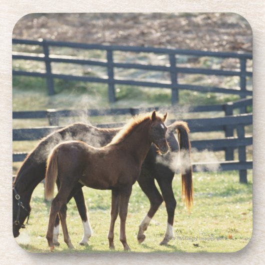 Vermont, USA Untersetzer (Vorderseite)