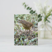 Vero Bird Foto Postcard Postkarte (Stehend Vorderseite)