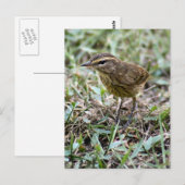 Vero Bird Foto Postcard Postkarte (Vorne/Hinten)