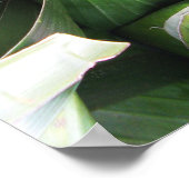 verpackte Bananenleaf-Packungen Poster (Ecke)