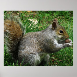 Verrückte Eichhörnchen Nahaufnahme Poster