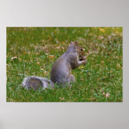 Verrückte Eichhörnchen Poster