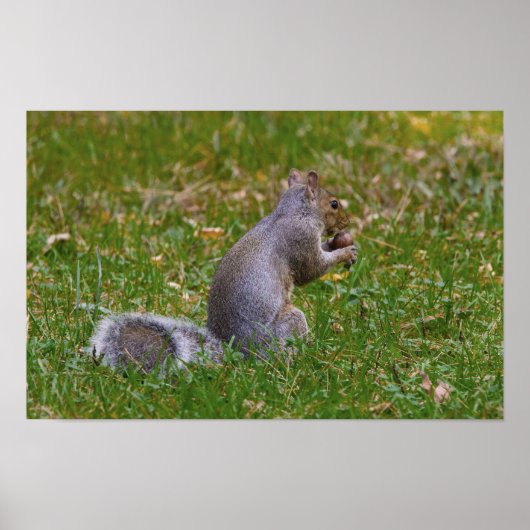 Verrückte Eichhörnchen Poster (Vorne)