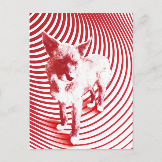 verrückte Hasenie Postkarte (Vorderseite)