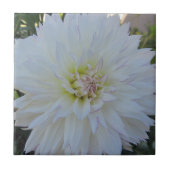 "Verrückte Liebe-" Dahlie Fliese (Vorderseite)