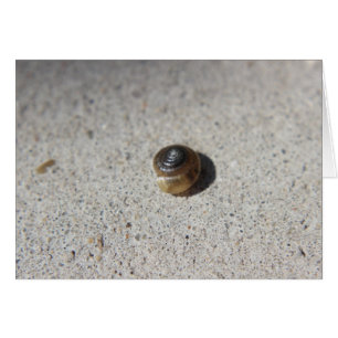 Verrückte Schnecke