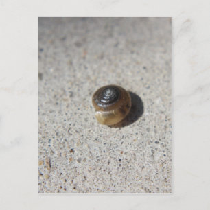 Verrückte Schnecke Postkarte