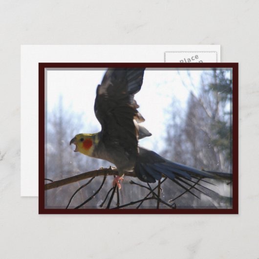 verrückte Vogel Postkarten (Vorne/Hinten)