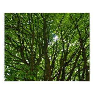 Verrücktes grünes Baum-Foto Fotodruck