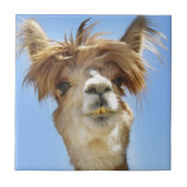 Verrücktes Haar-Alpaka Fliese (Vorderseite)