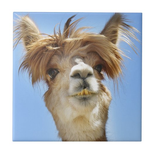 Verrücktes Haar-Alpaka Fliese (Vorderseite)