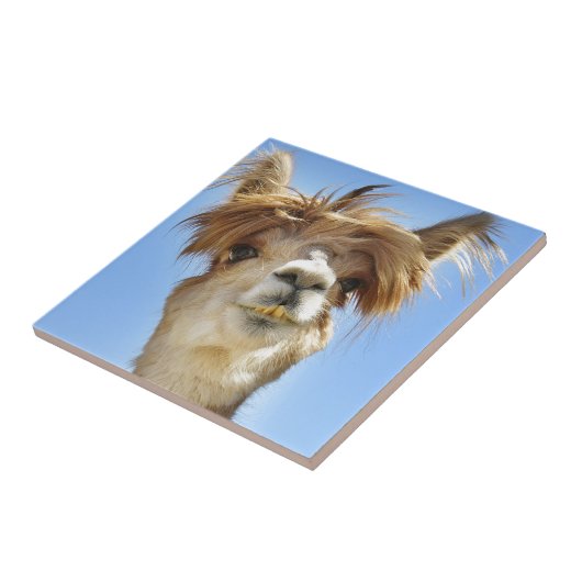 Verrücktes Haar-Alpaka Fliese (Seite)