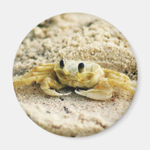 Versanden Sie Krabbe, Curaçao, karibische Inseln, Magnet