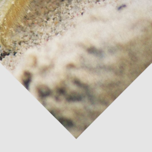 Versanden Sie Krabbe, Curaçao, karibische Inseln, Seidenpapier (Detail)