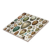 Verschiedene Arten der wissenschaftlichen Darstell Fliese (Seite)