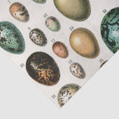 Verschiedene Arten der wissenschaftlichen Darstell Seidenpapier (Detail)